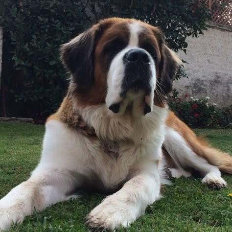Enlarge David, an adoptable Saint Bernard in McKinney, TX image 1/1