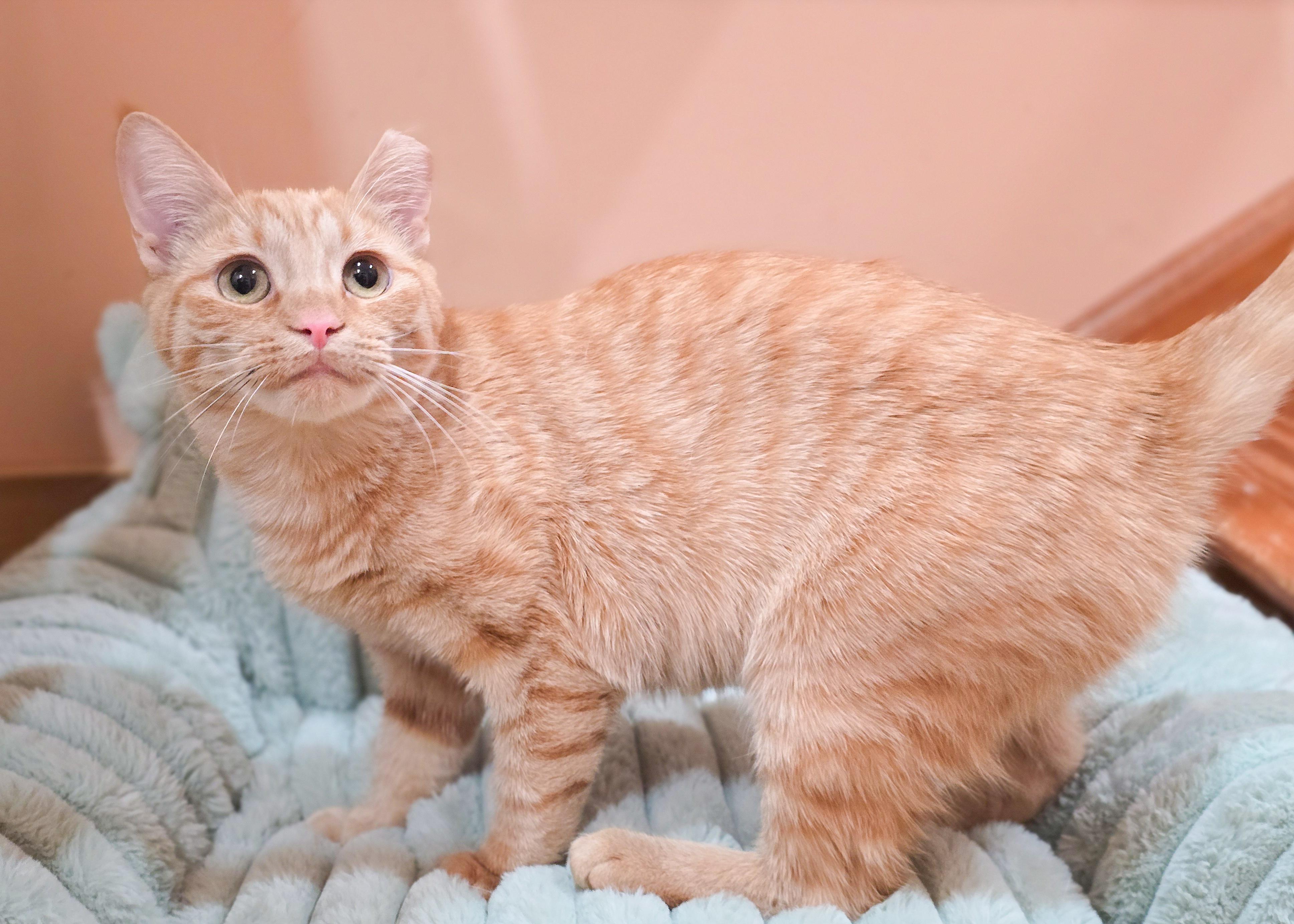 Enlarge Nutmeg, a Adoptable Domestic Short Hair in Mullica Hill, NJ image 3/4