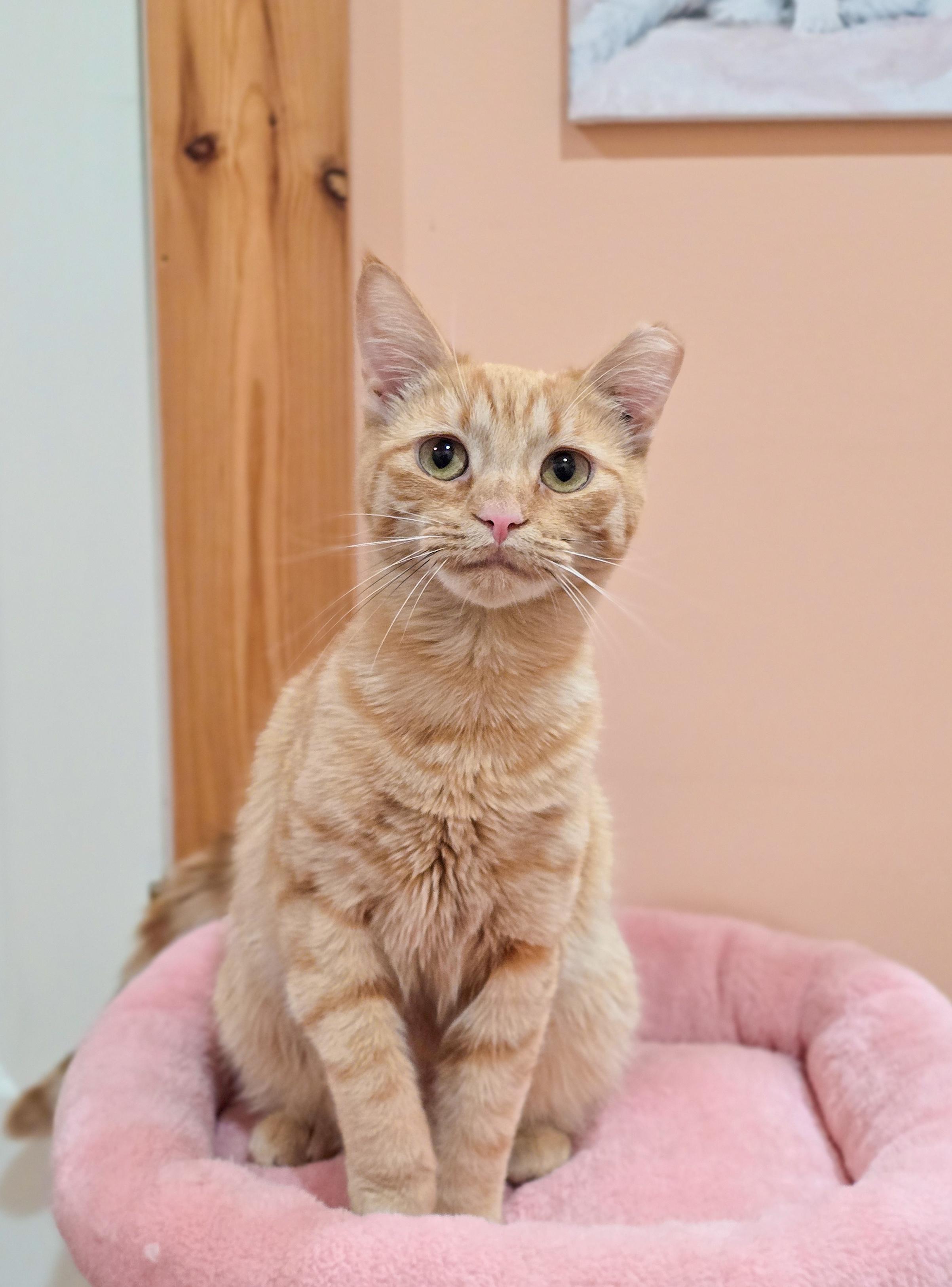 Enlarge Nutmeg, a Adoptable Domestic Short Hair in Mullica Hill, NJ image 2/4