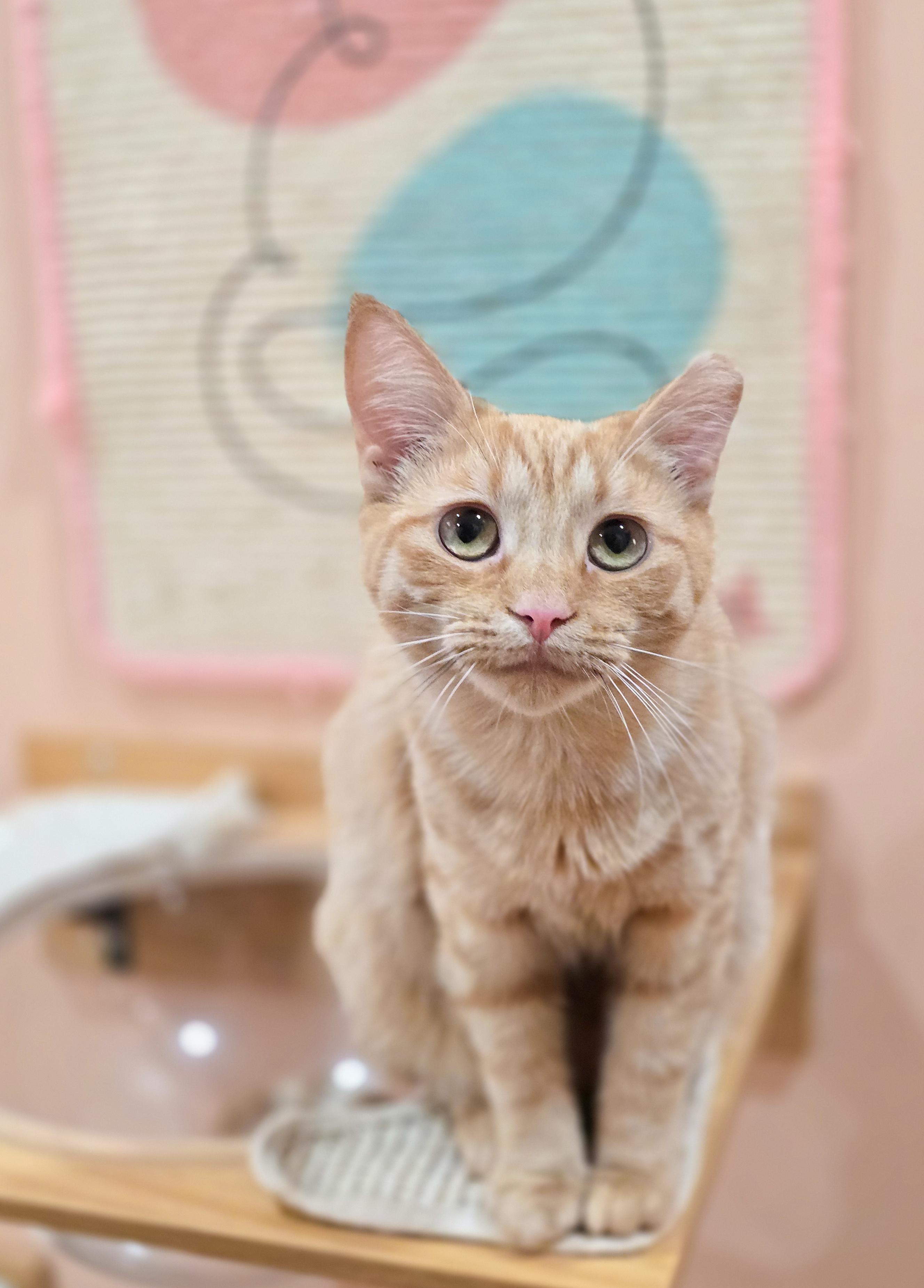 Enlarge Nutmeg, a Adoptable Domestic Short Hair in Mullica Hill, NJ image 1/4