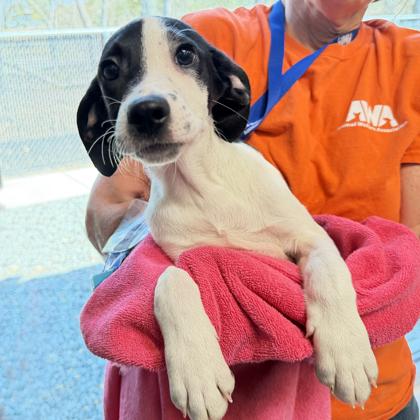 Enlarge Salsa, a Adoptable mixed breed in Voorhees, NJ image 1/3