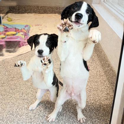 Enlarge Salsa, a Adoptable mixed breed in Voorhees, NJ image 2/3