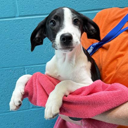 Enlarge Salsa, a Adoptable mixed breed in Voorhees, NJ image 3/3