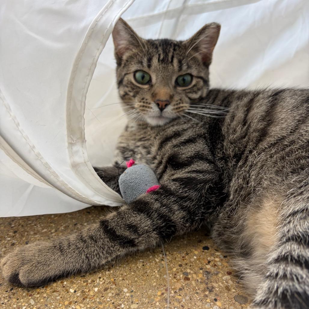 Toby (c2026), Adoptable, Young Male Domestic Short Hair.