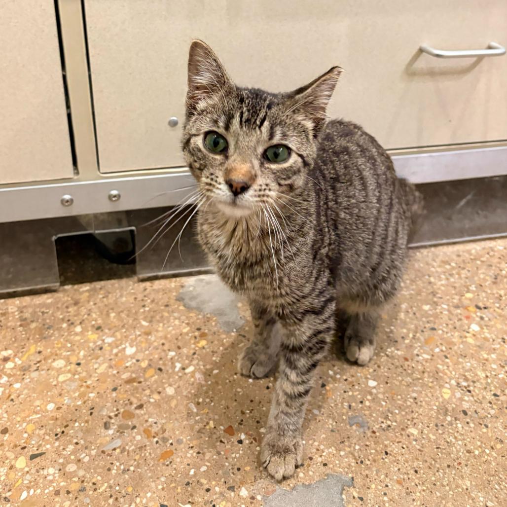 Toby (c2026), Adoptable, Young Male Domestic Short Hair.