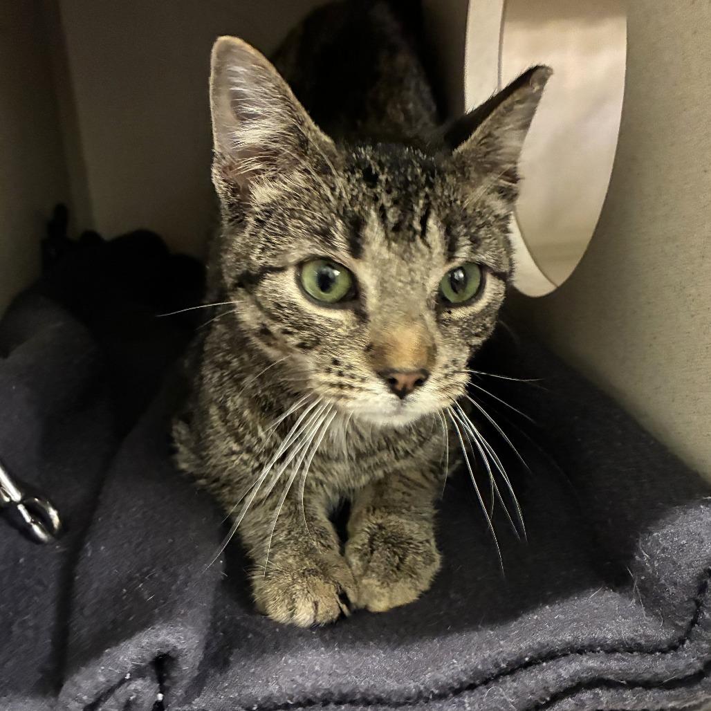 Enlarge Toby (c2026), a Adoptable Domestic Short Hair in Skokie, IL image 2/3