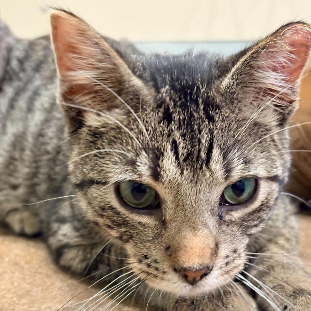 Enlarge Toby (c2026), a Adoptable Domestic Short Hair in Skokie, IL image 3/3