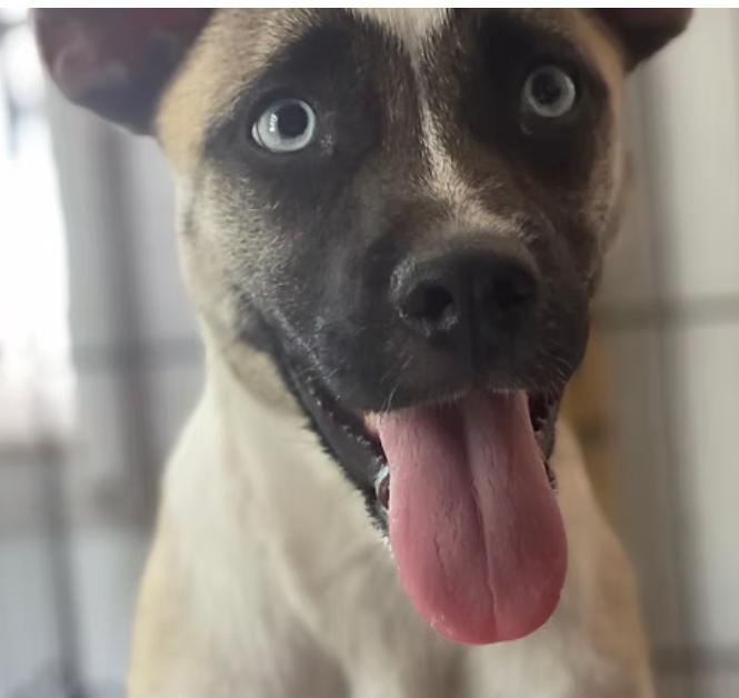 Penelope, a ADOPTABLE mixed breed in Ayden, NC image 3/5