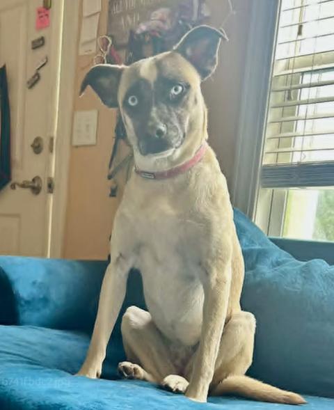 Penelope, a ADOPTABLE mixed breed in Ayden, NC image 5/5