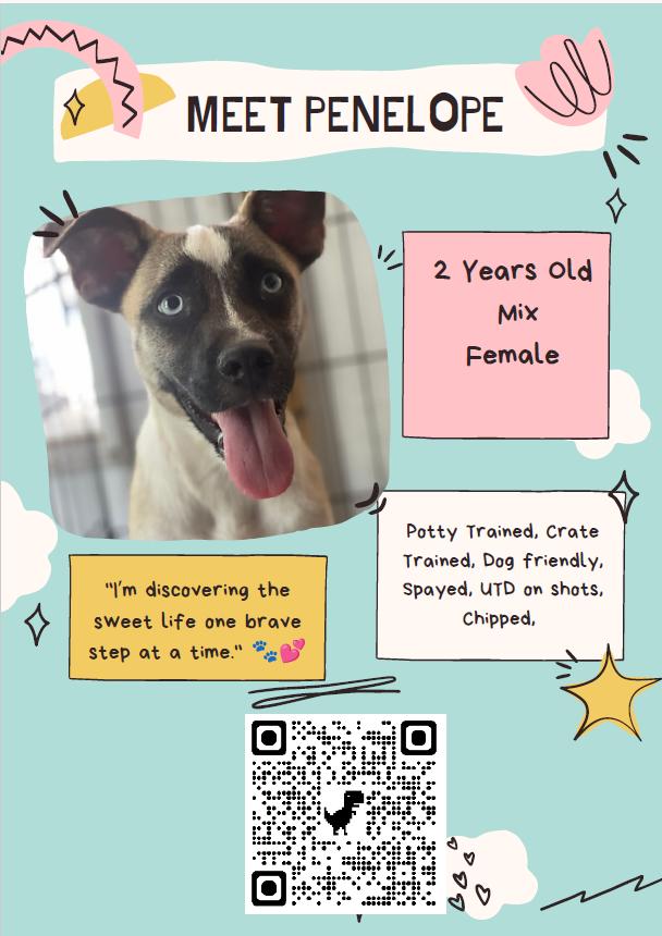 Penelope, a ADOPTABLE mixed breed in Ayden, NC image 2/5