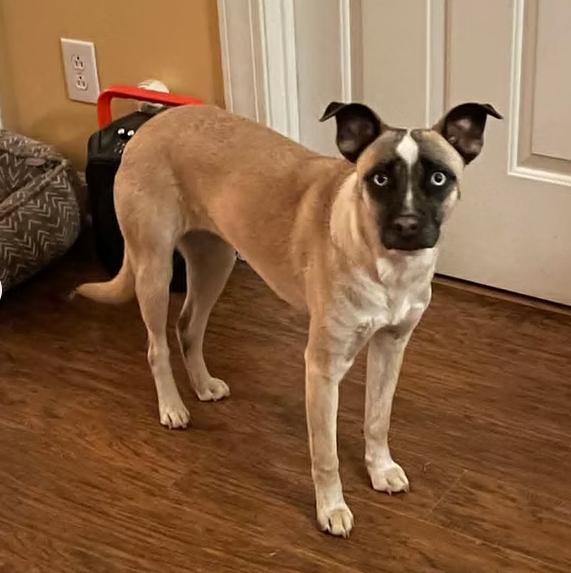 Penelope, a ADOPTABLE mixed breed in Ayden, NC image 4/5