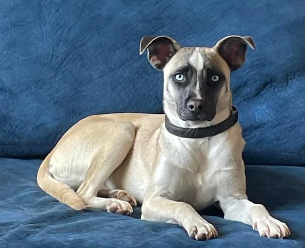 Penelope, a ADOPTABLE mixed breed in Ayden, NC image 1/5