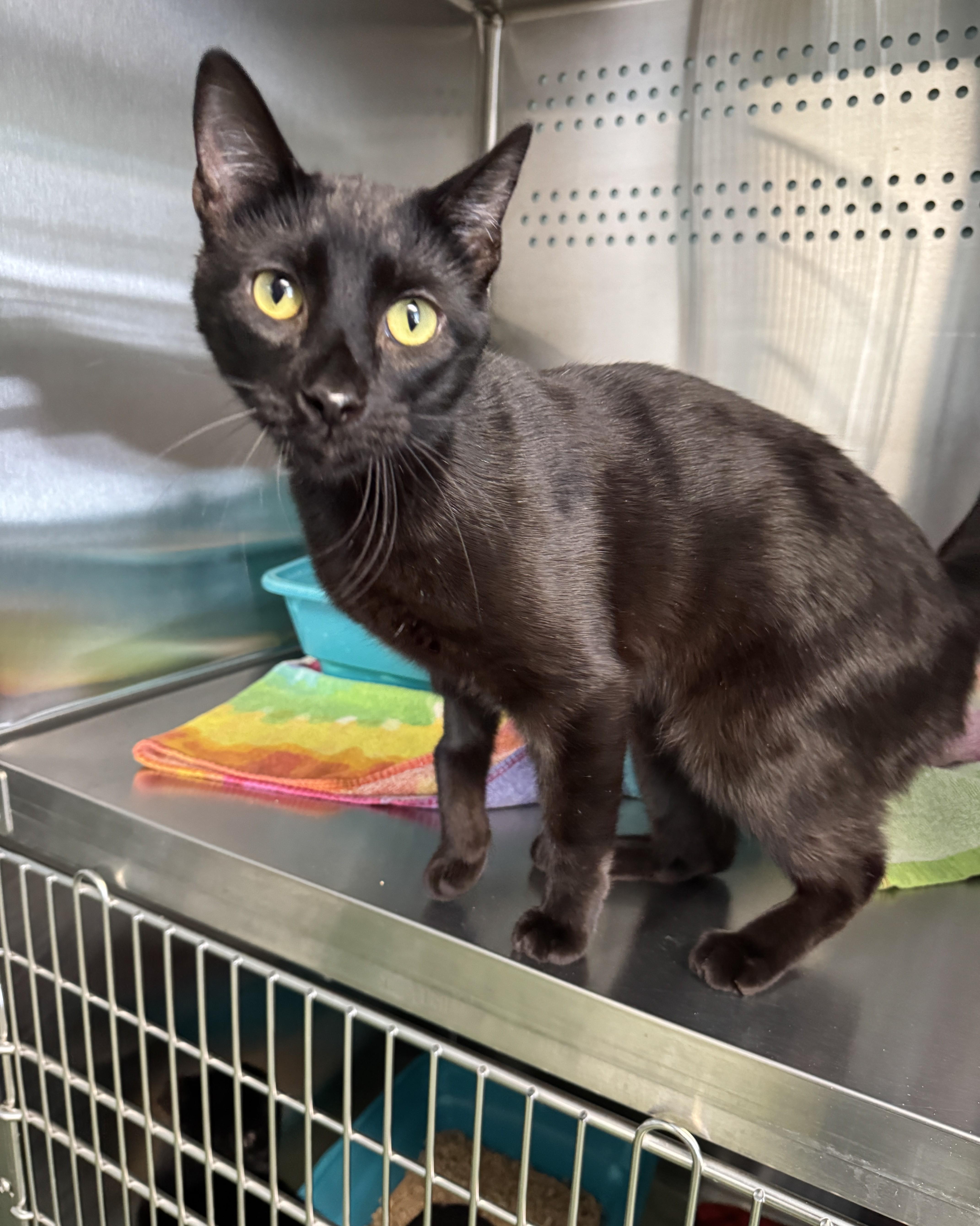 Price, adopted, Adult Male Domestic Short Hair.