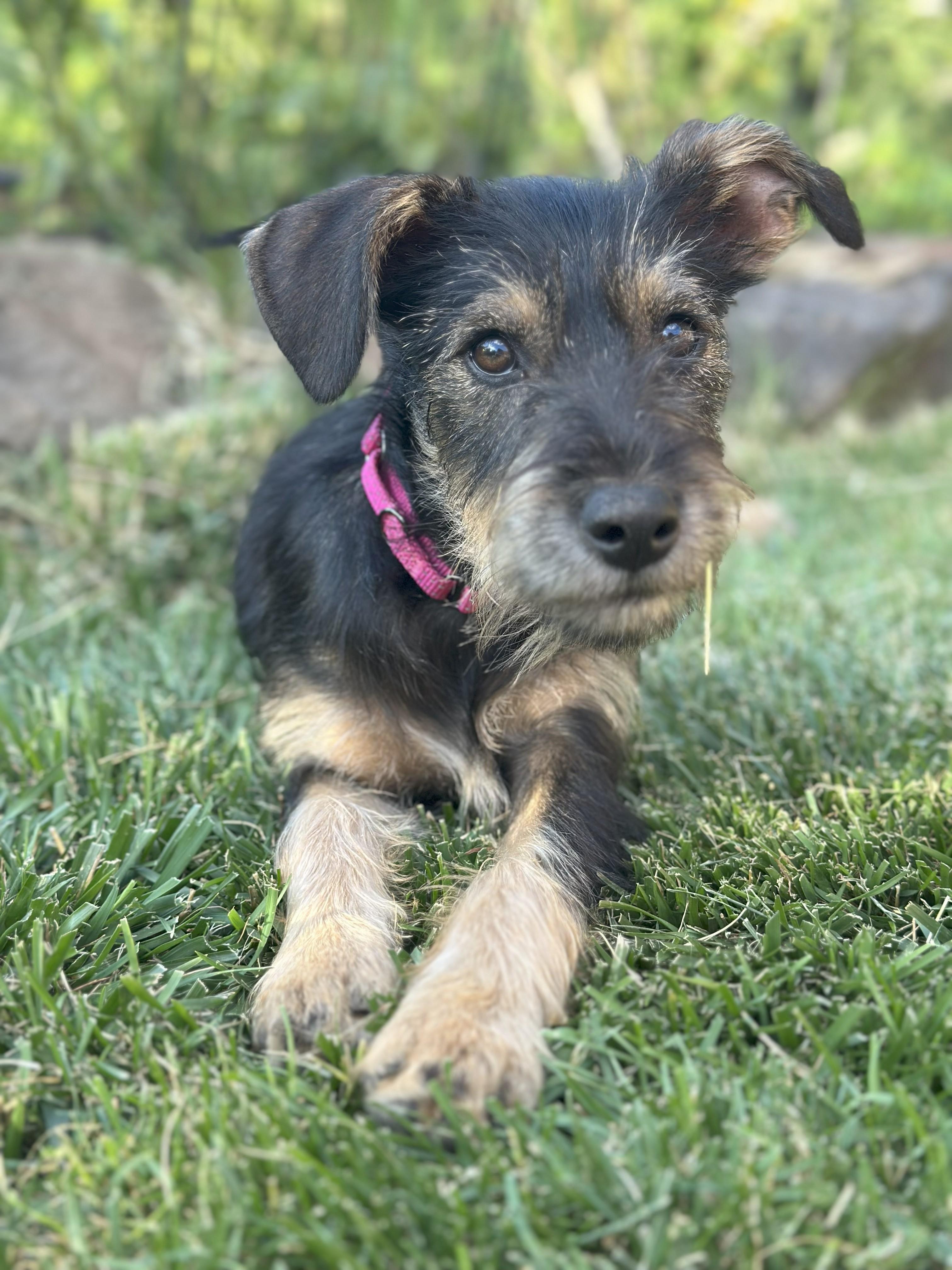 Terryn, Young Female Miniature Schnauzer