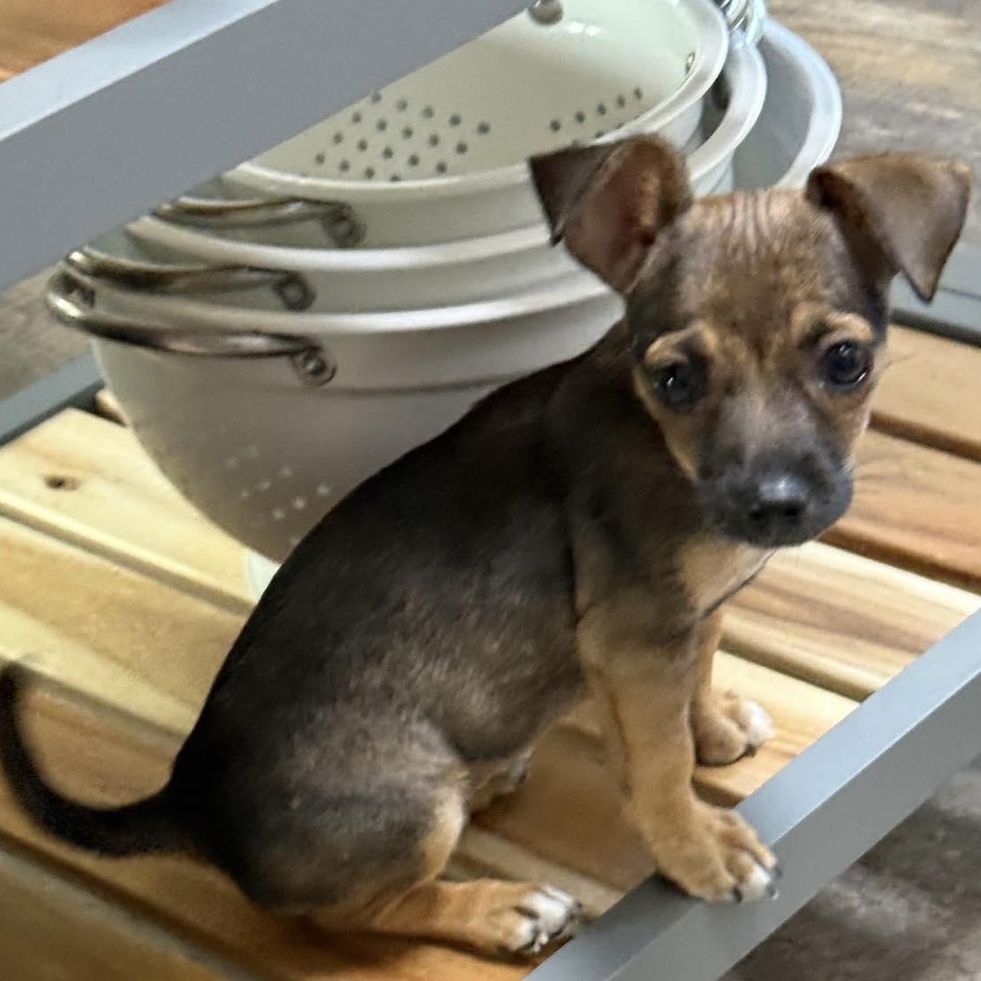 Wilda!, adopted, Puppy Female Chihuahua & Mixed Breed.