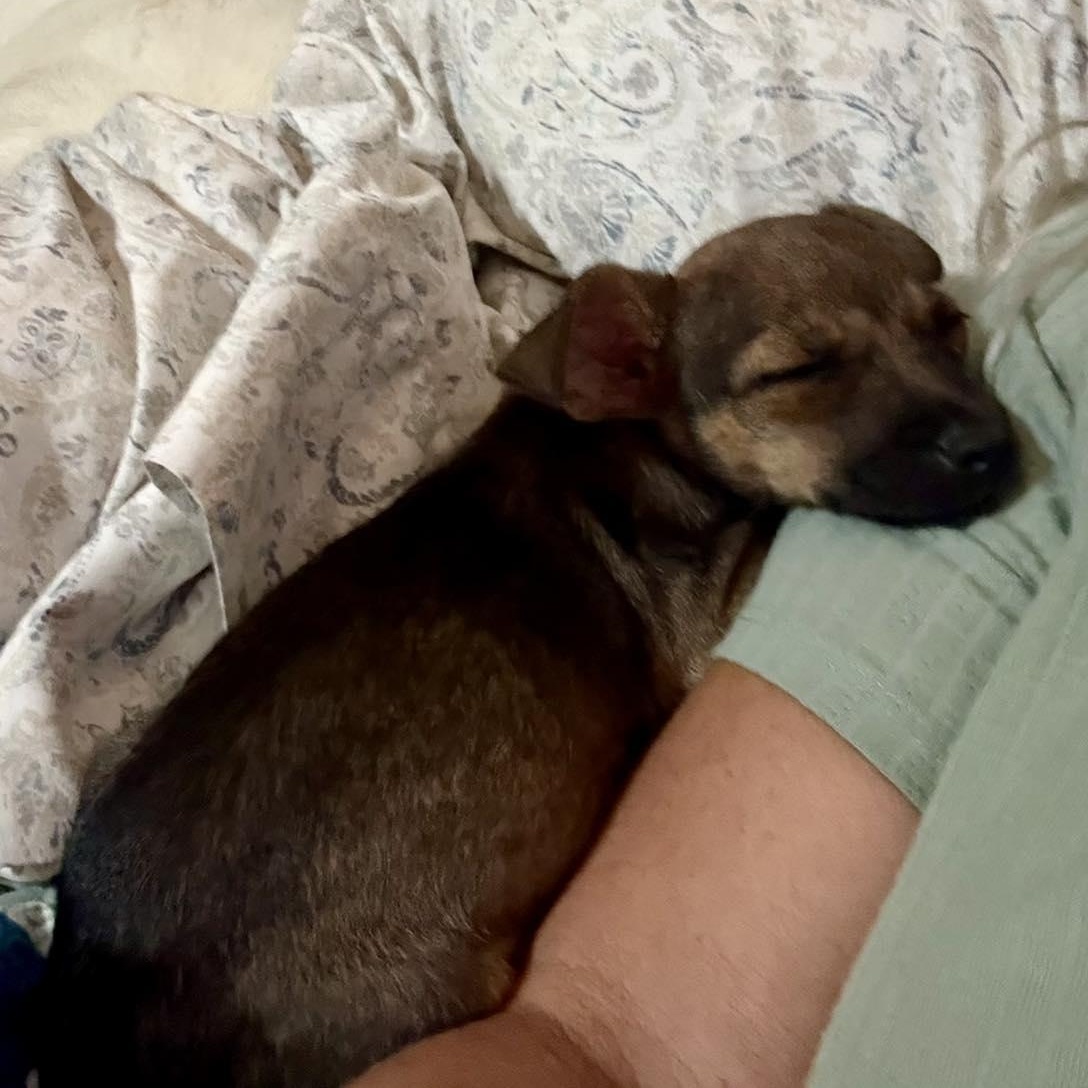 Enlarge Wilda!, an adopted mixed breed in ISABELA, PR image 3/3