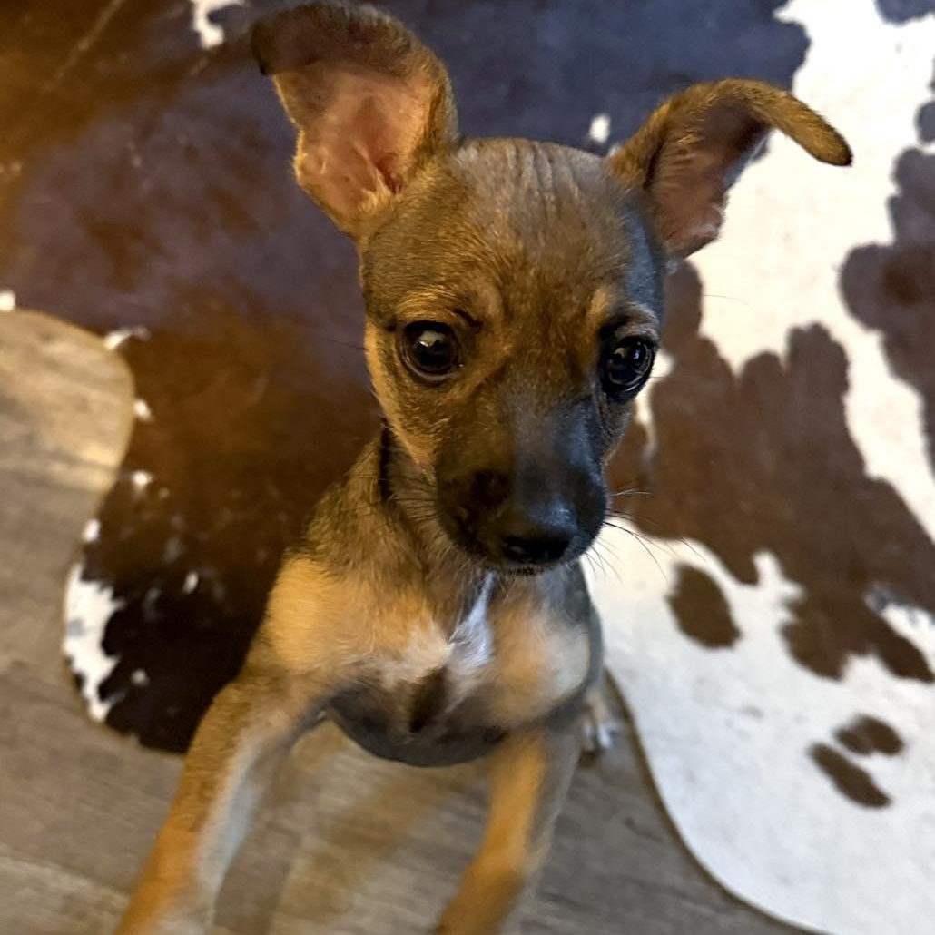 Enlarge Wilda!, an adopted mixed breed in ISABELA, PR image 2/3