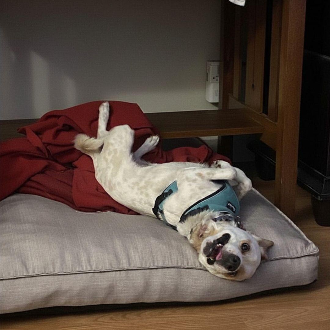 Enlarge Strudel, a ADOPTABLE mixed breed in San Francisco, CA image 5/6