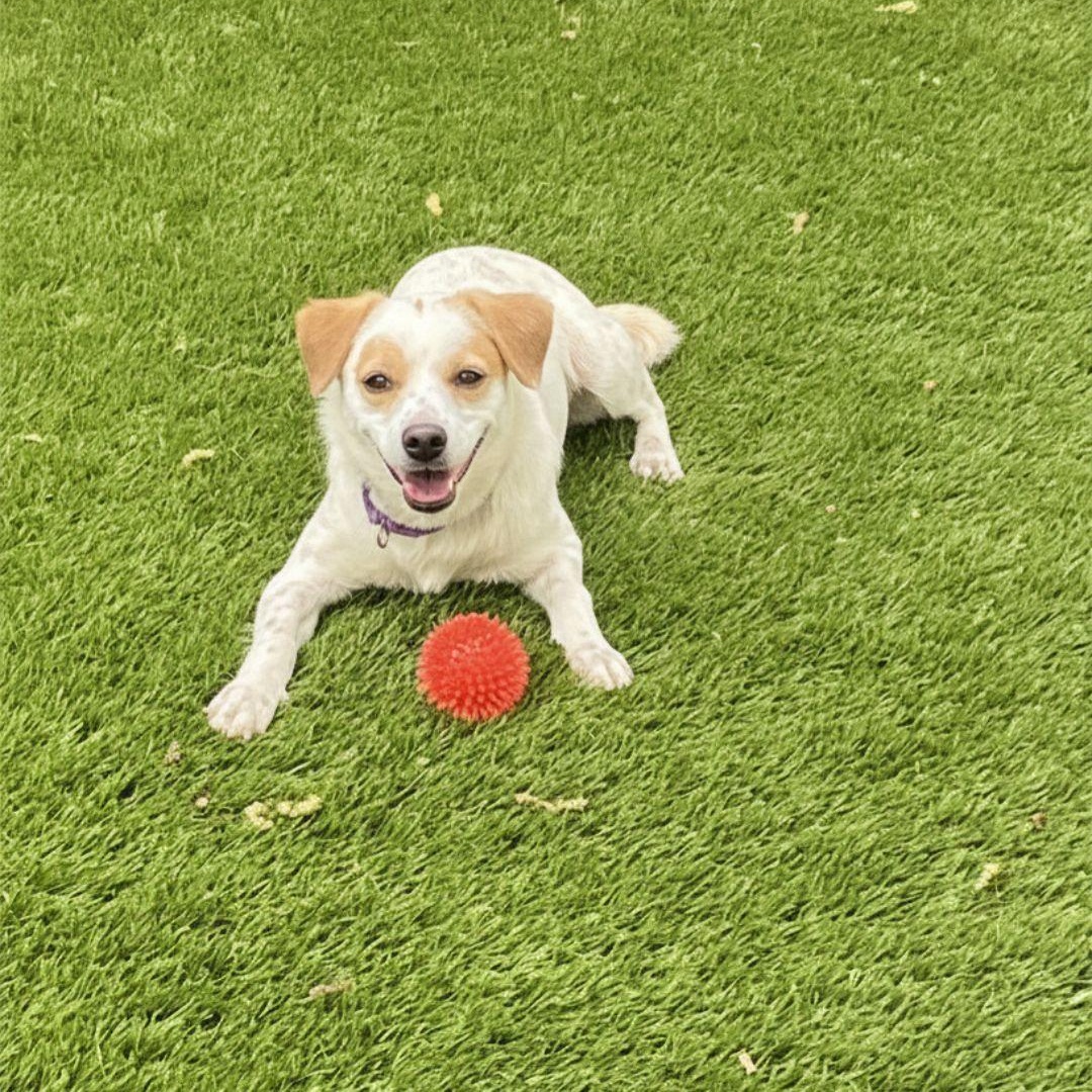 Strudel, ADOPTABLE, Young Male Jack Russell Terrier & Dachshund (Long Haired).