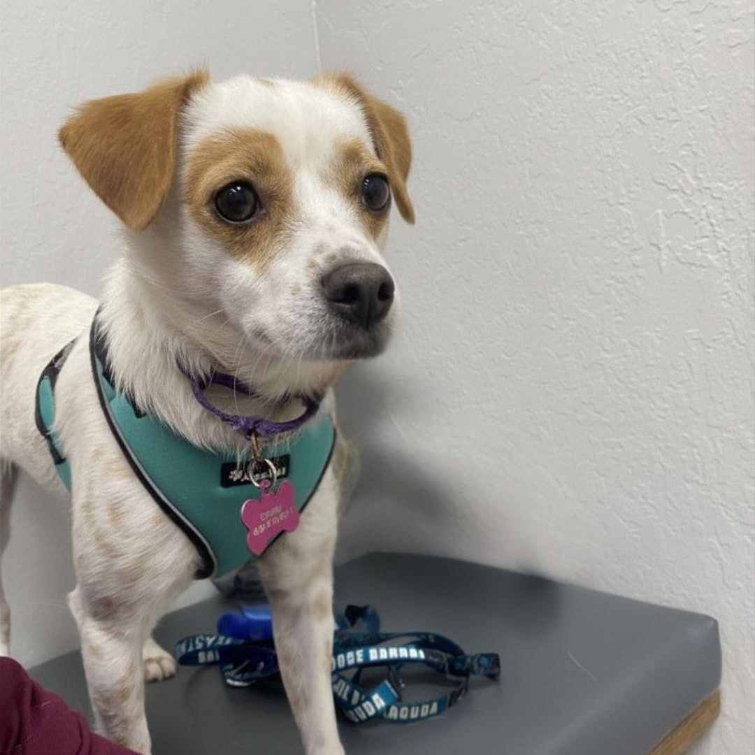Enlarge Strudel, a ADOPTABLE mixed breed in San Francisco, CA image 4/6