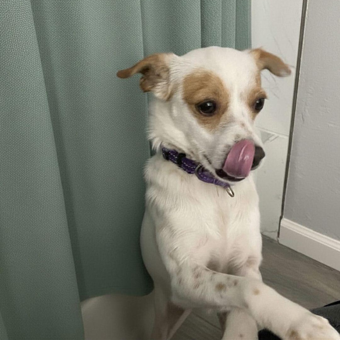 Enlarge Strudel, a ADOPTABLE mixed breed in San Francisco, CA image 3/6