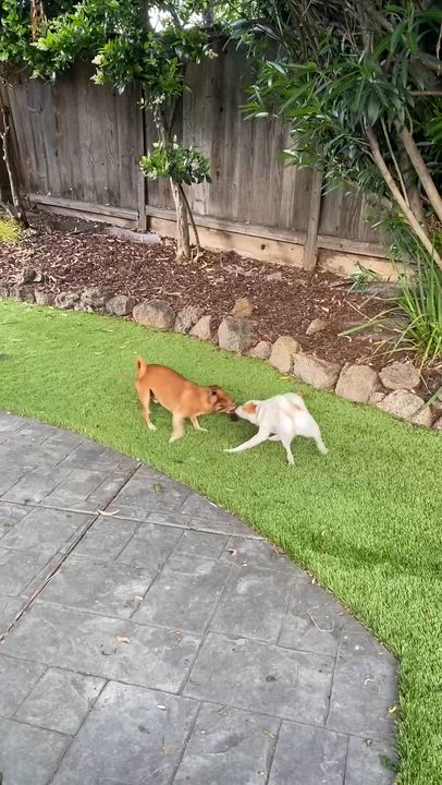 Enlarge Strudel, a ADOPTABLE mixed breed in San Francisco, CA video 6/6