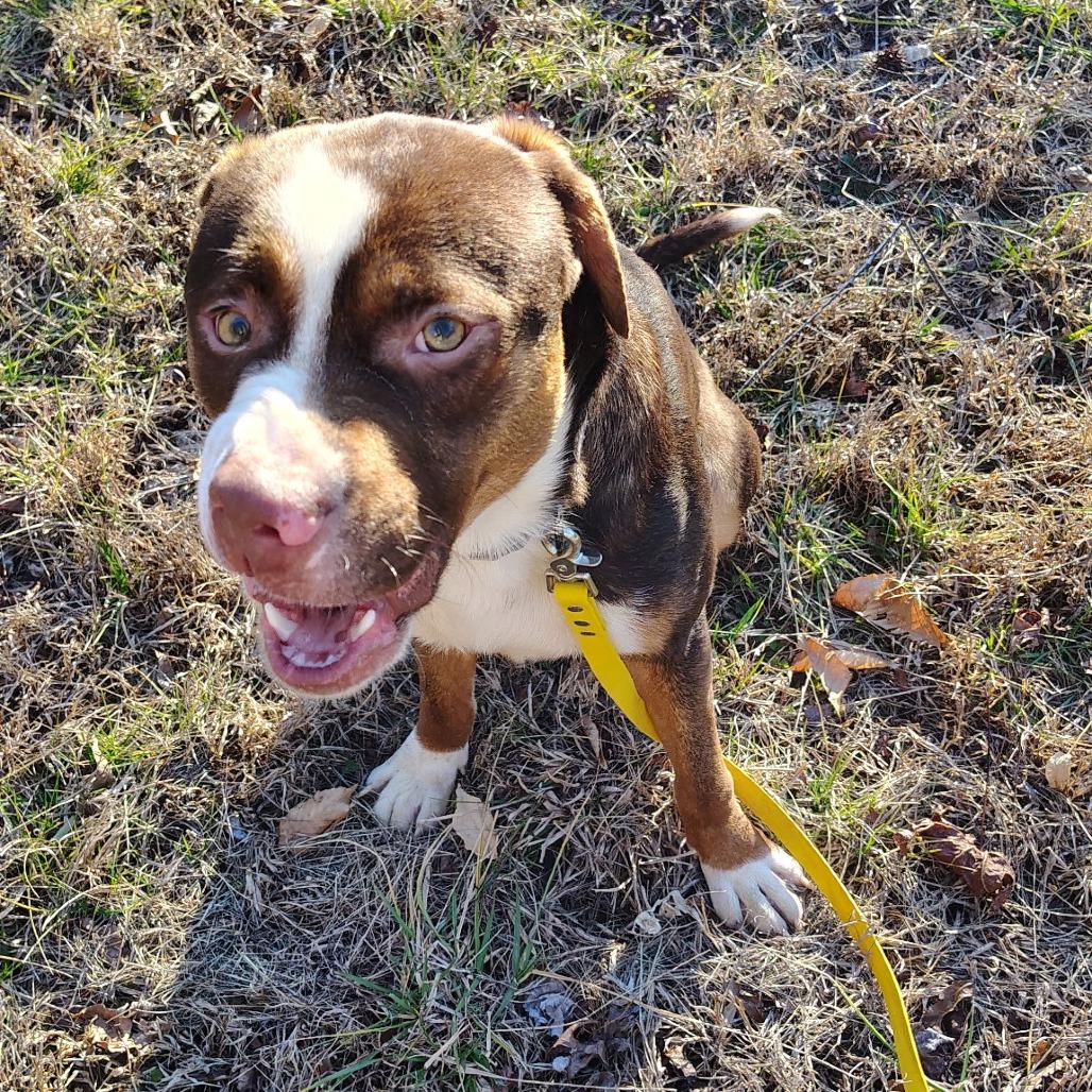 Dozer, Adoptable, Young Male Mixed Breed.