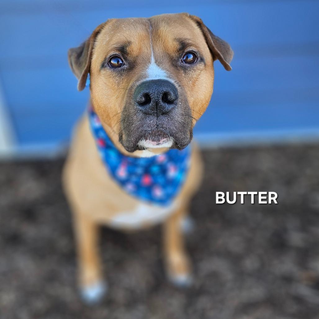 Enlarge Butter, a Adoptable mixed breed in Madisonville, TN image 1/6