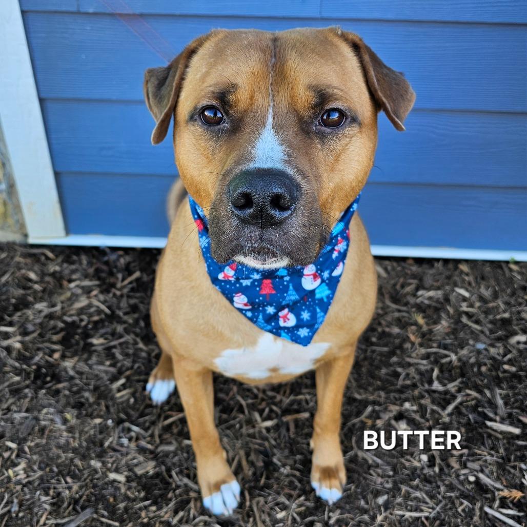Enlarge Butter, a Adoptable mixed breed in Madisonville, TN image 2/6