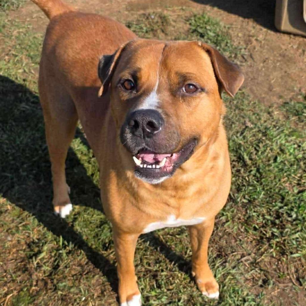 Enlarge Butter, a Adoptable mixed breed in Madisonville, TN image 3/6