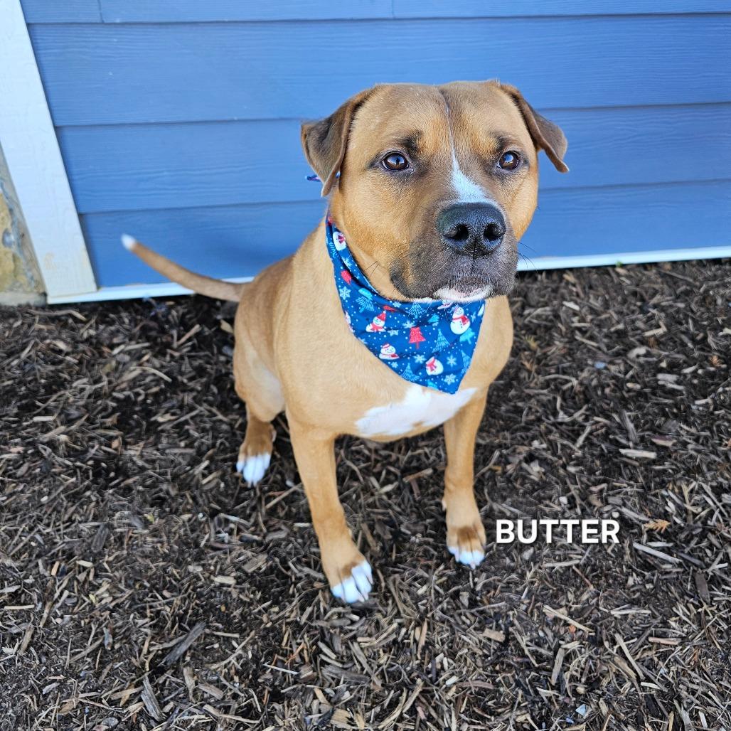 Enlarge Butter, a Adoptable mixed breed in Madisonville, TN image 4/6