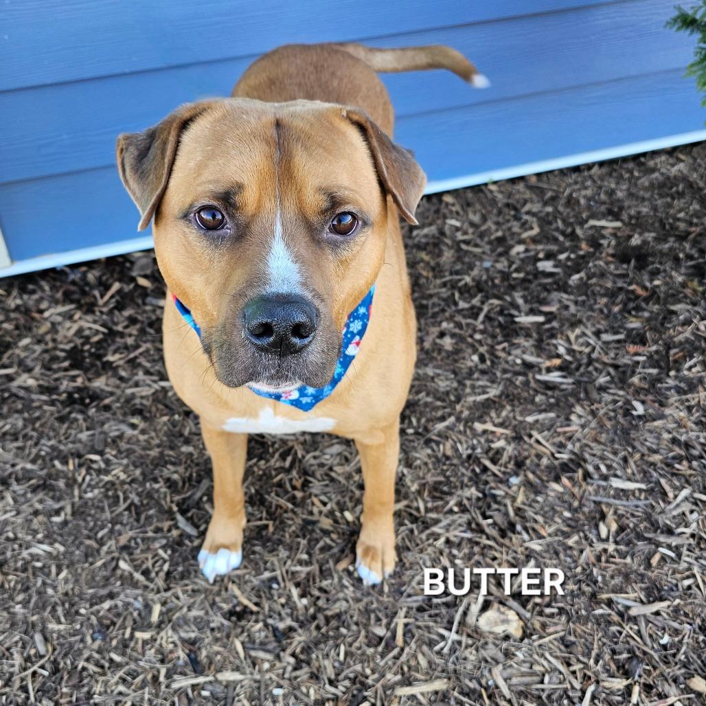 Enlarge Butter, a Adoptable mixed breed in Madisonville, TN image 6/6