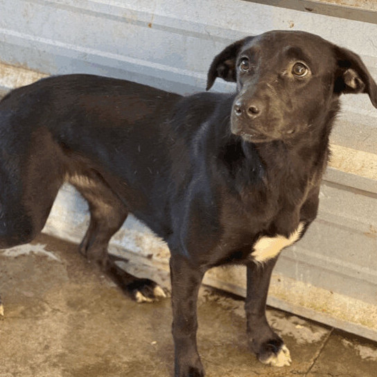 Ramira, Adoptable, Young Female Mixed Breed.