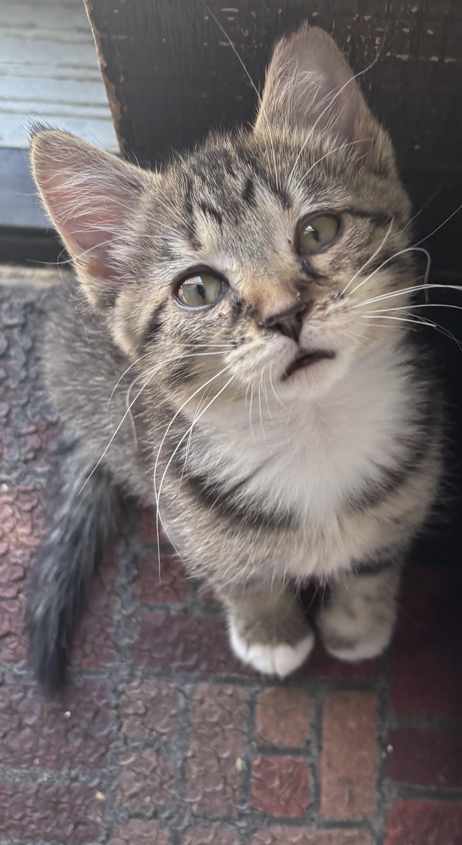 Tabitha, an adopted Tabby in Independence, OH image 1/3