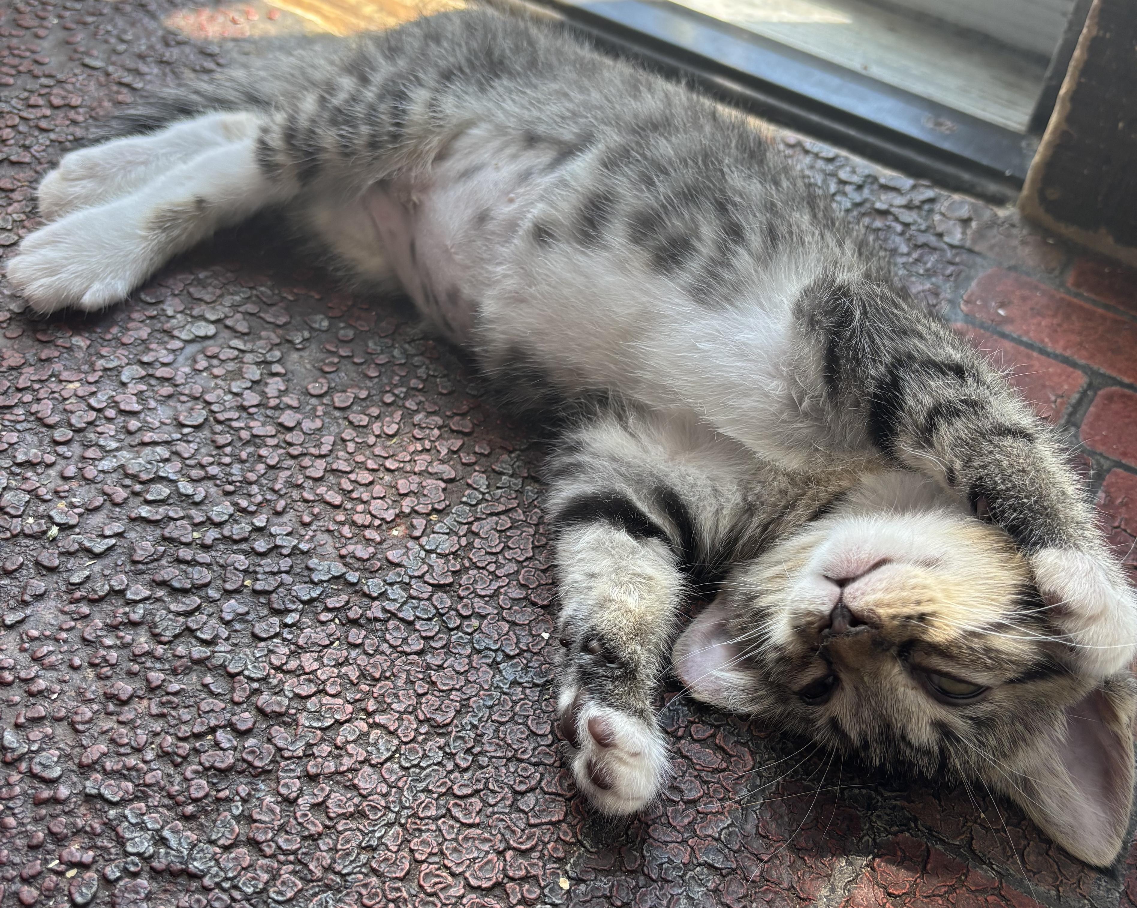 Tabitha, an adopted Tabby in Independence, OH image 2/3