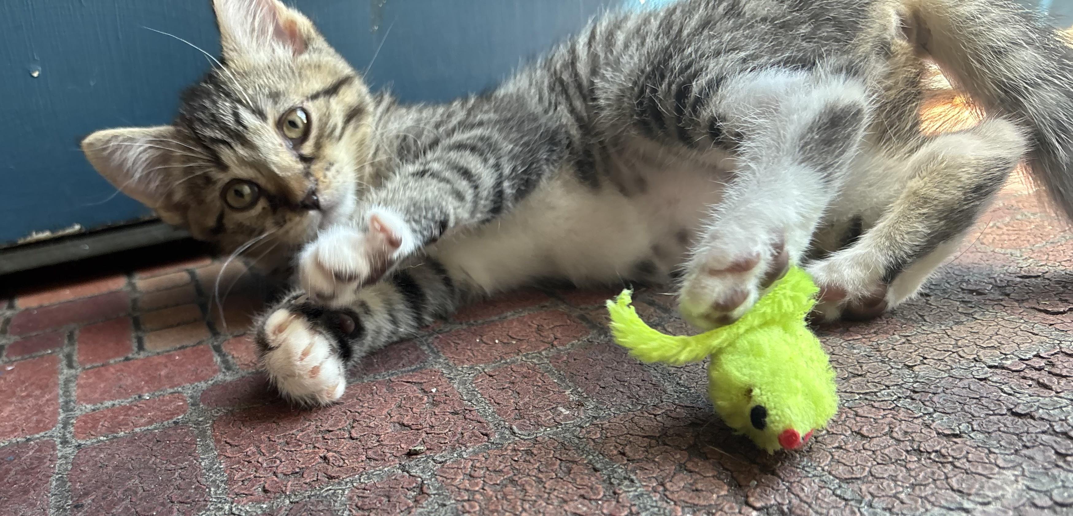 Tabitha, an adopted Tabby in Independence, OH image 3/3