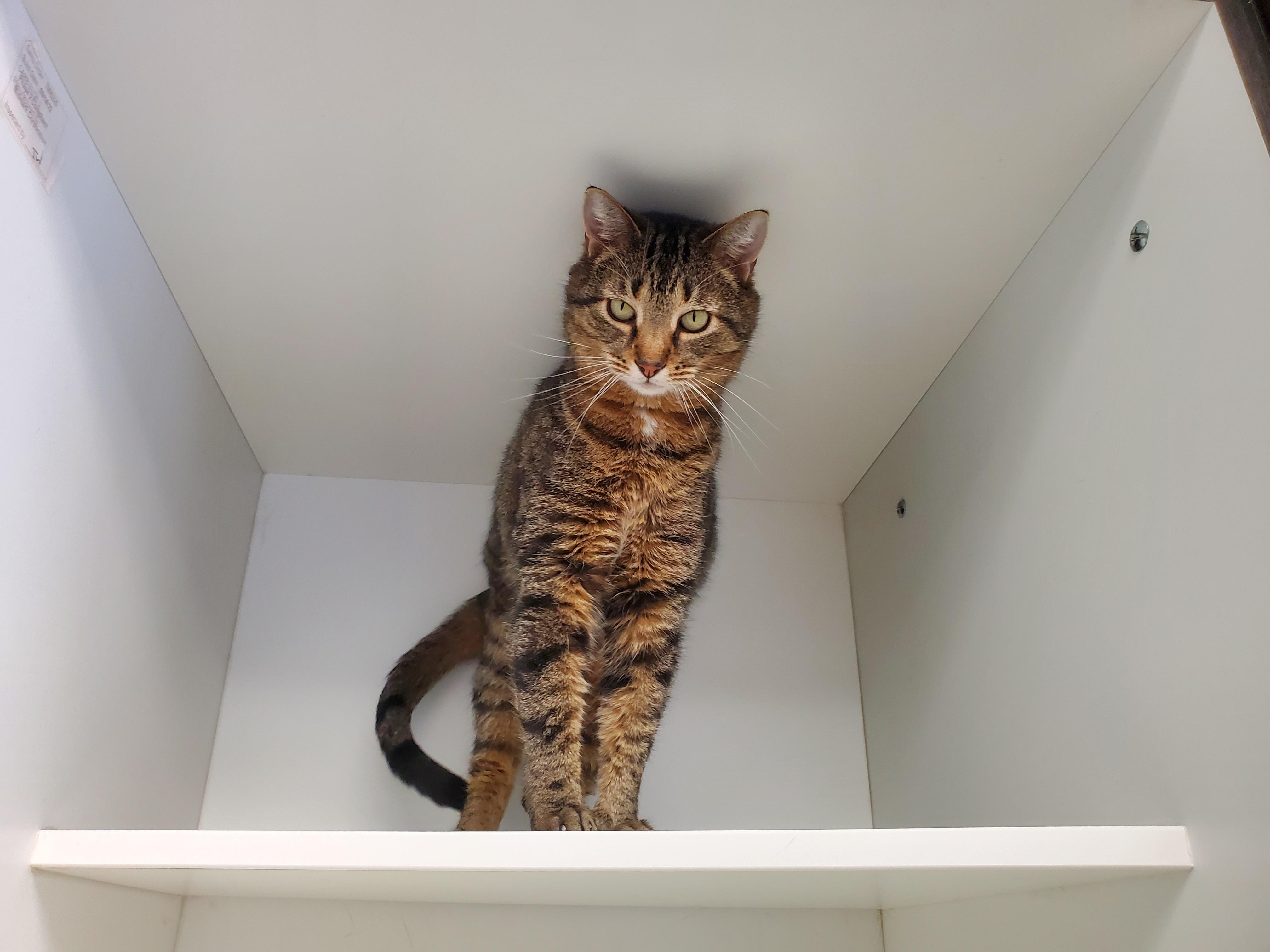 Julian, adopted, Adult Male Domestic Short Hair.