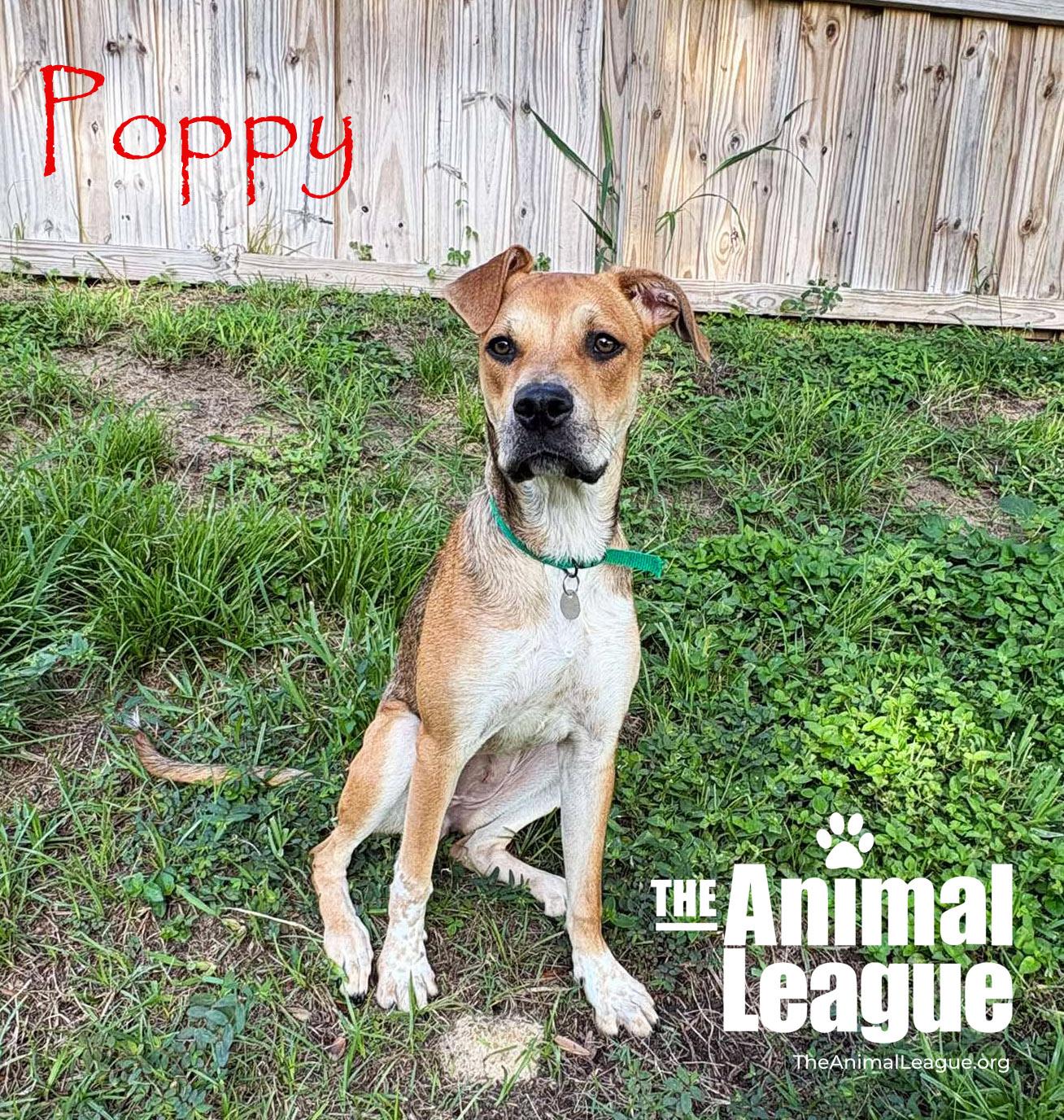 Poppy, a Adoptable mixed breed in Groveland, FL image 4/5