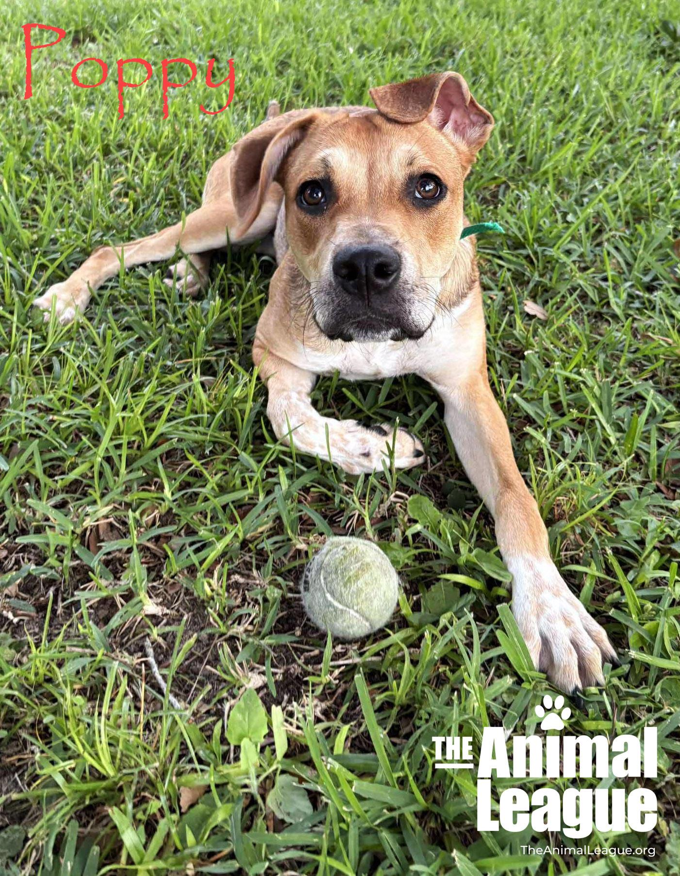 Poppy, a Adoptable mixed breed in Groveland, FL image 3/5