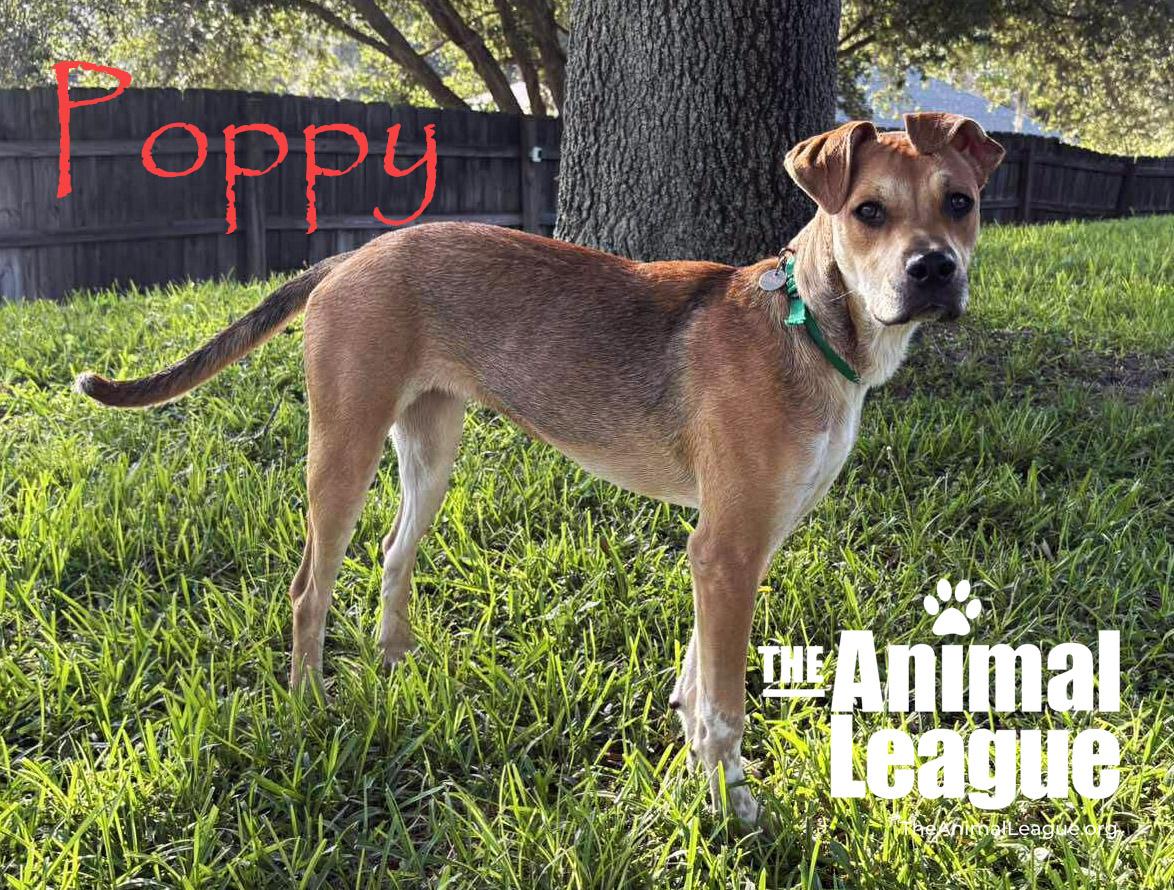 Poppy, Adoptable, Adult Female Terrier.