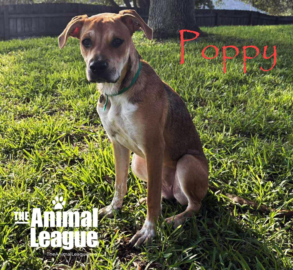 Poppy, a Adoptable mixed breed in Groveland, FL image 5/5