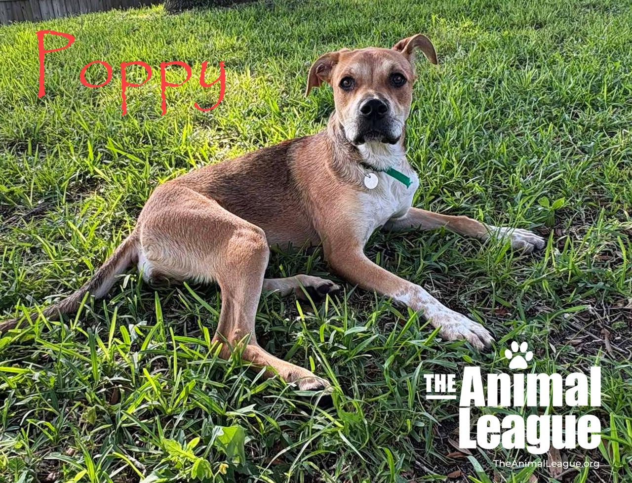Poppy, a Adoptable mixed breed in Groveland, FL image 2/5