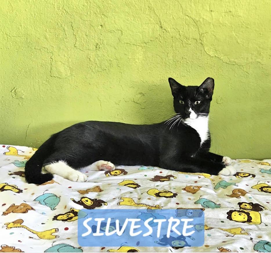 Slivestre, ADOPTABLE, Young Female Tuxedo & American Shorthair.