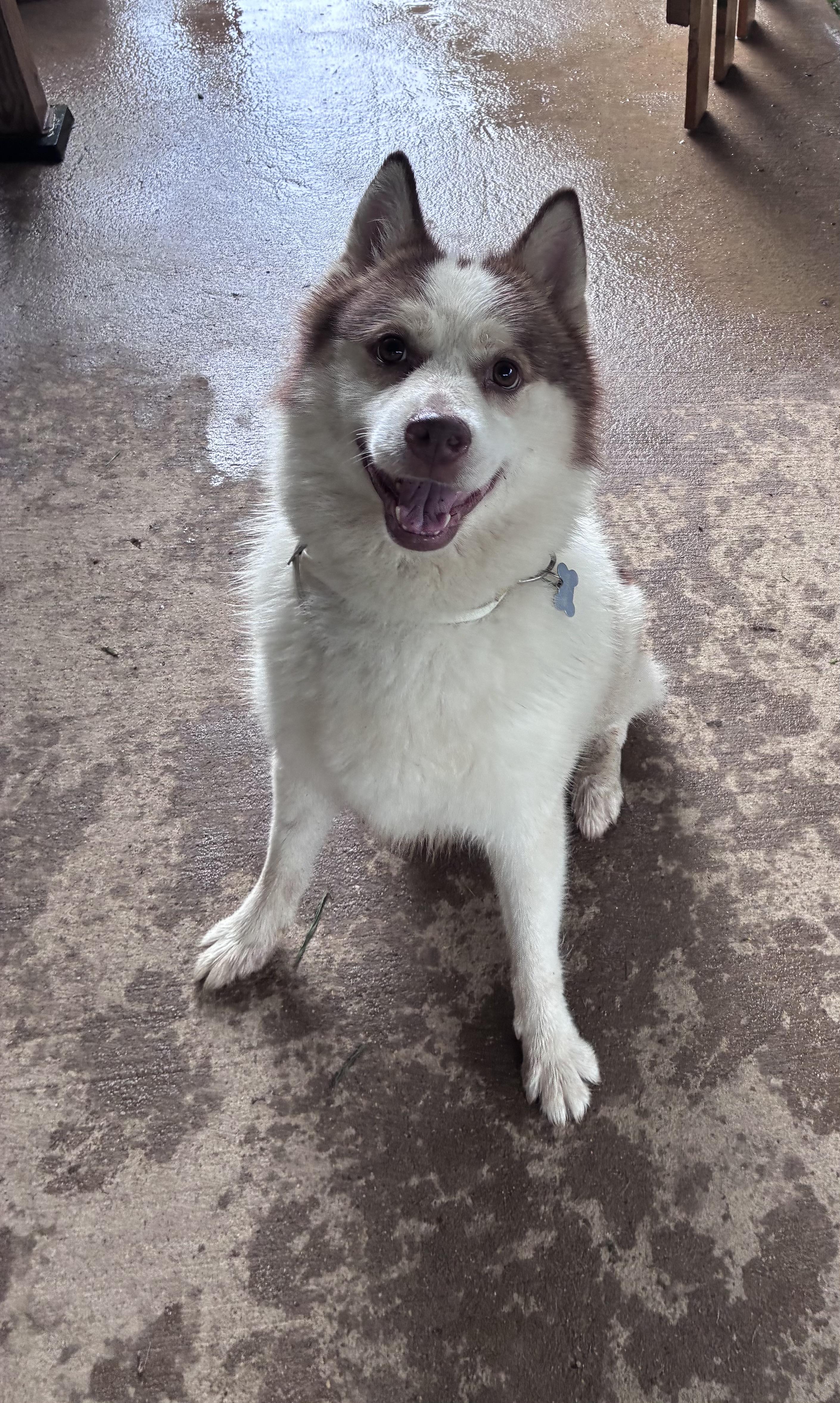 Milo, ADOPTABLE, Adult Male Pomsky.