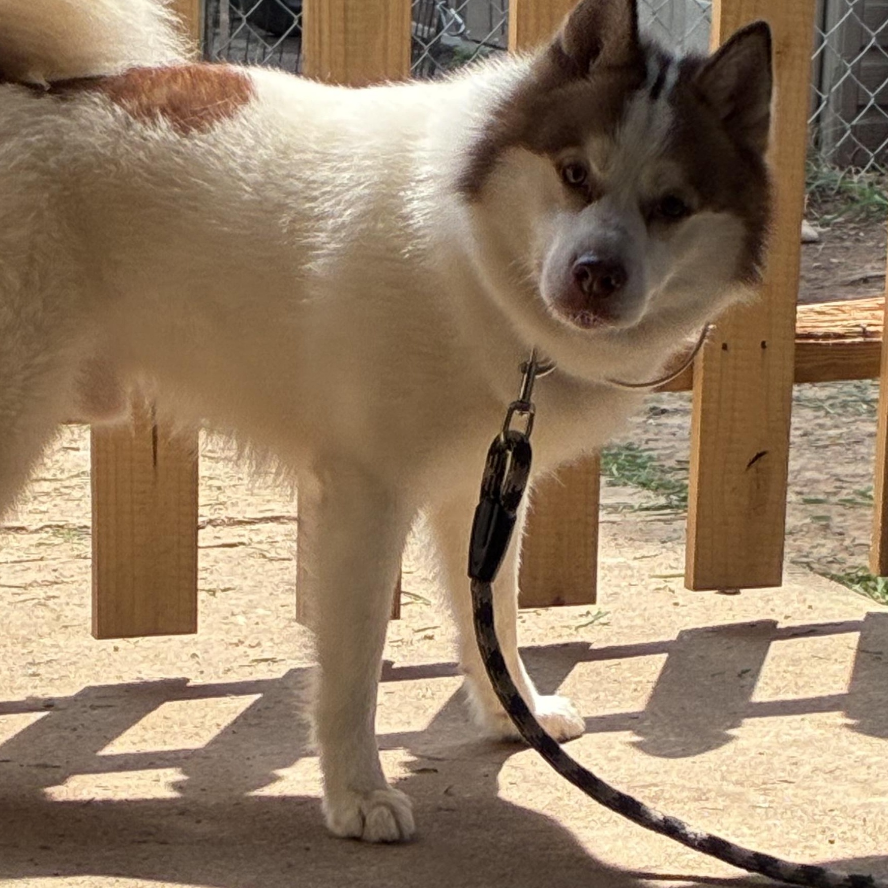 Milo, ADOPTABLE, Adult Male Pomsky.