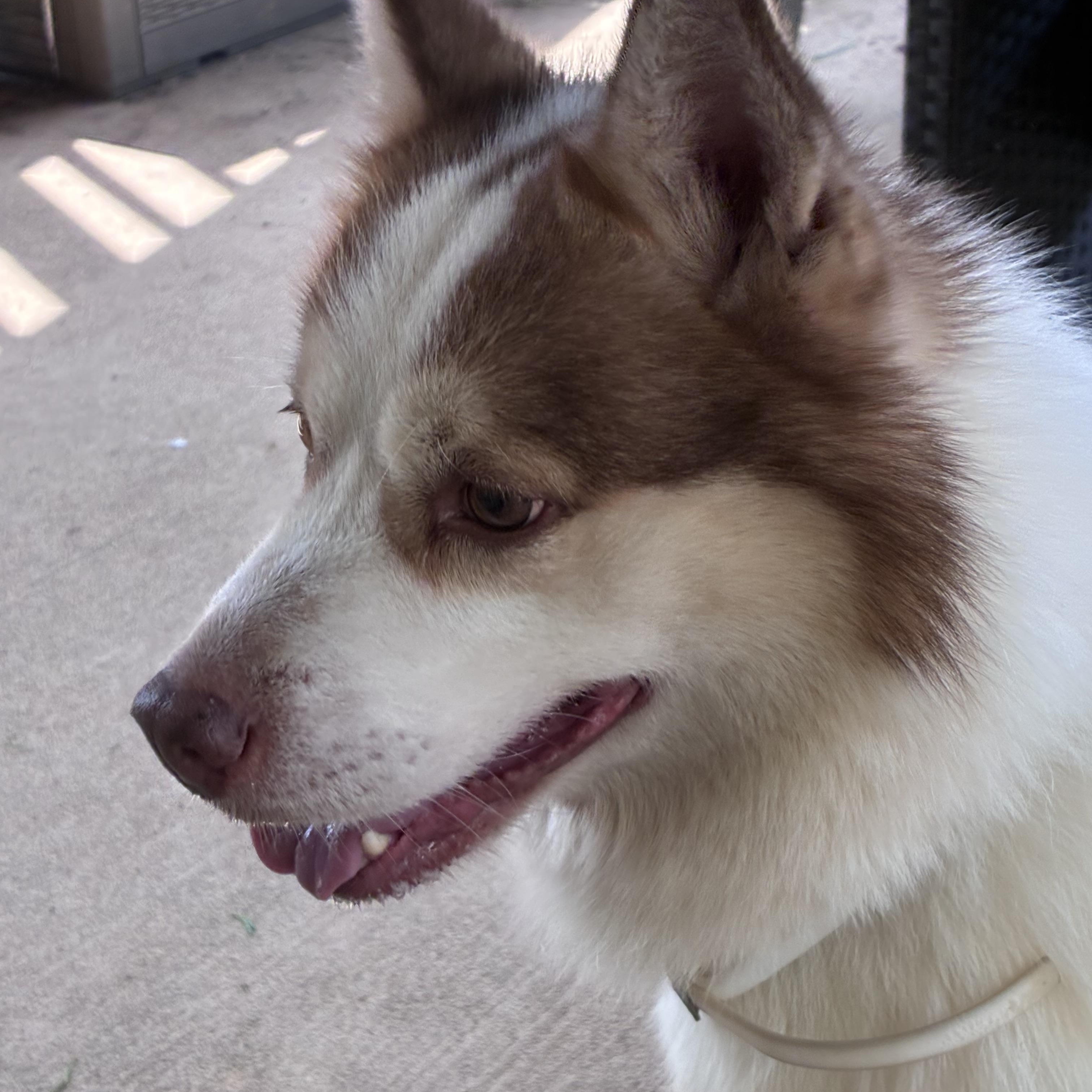 Milo, a ADOPTABLE mixed breed in Lincoln University, PA image 2/2