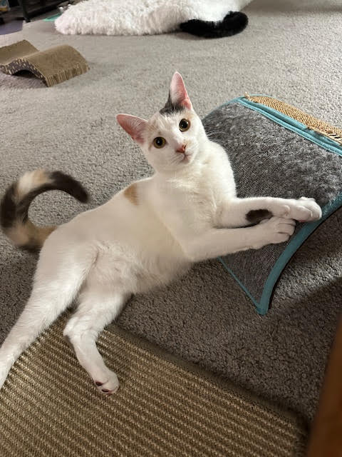 Pepper
