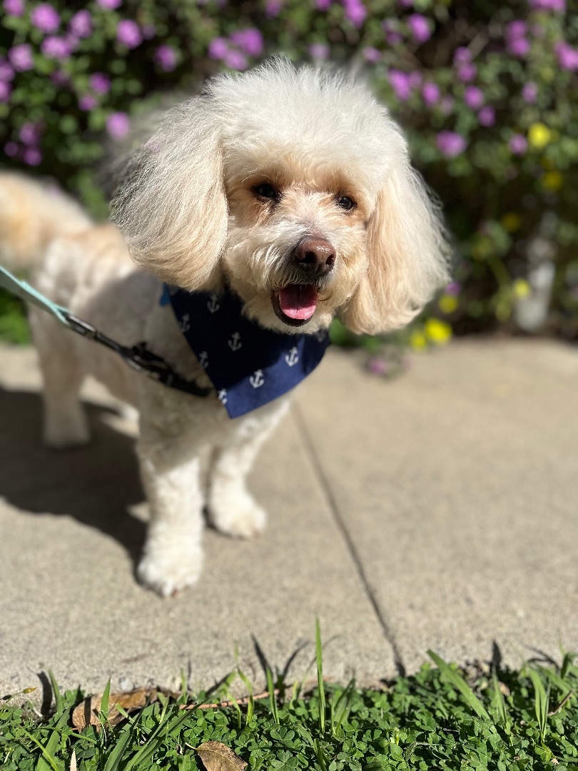 Roscoe & Chester, a Adopted mixed breed in Los Angeles, CA image 1/6