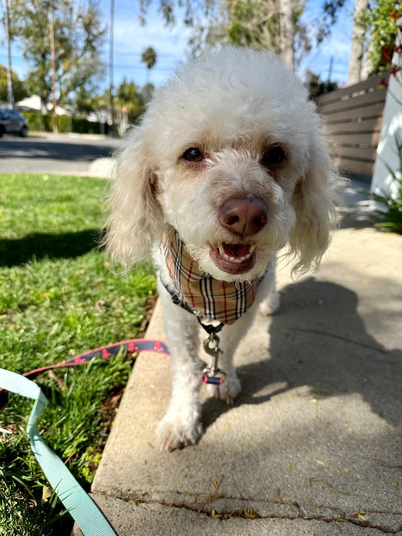 Roscoe & Chester, a Adopted mixed breed in Los Angeles, CA image 2/6