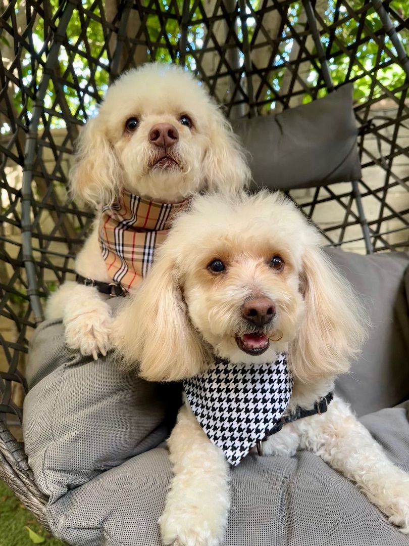 Roscoe & Chester, a Adopted mixed breed in Los Angeles, CA image 3/6